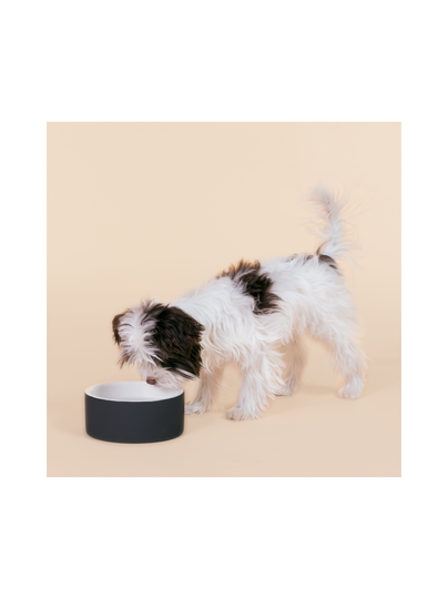 Cool bowl black s for pets